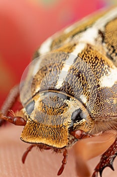 Close photo of a Ten Lined June Beetle Junebug With Strange Looks, Details, and a Duck bill that squeaks photo