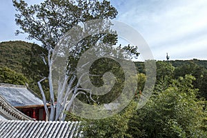 A close photo of white bark pine in Tanzhe Temple,Beijing