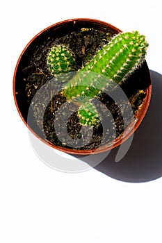 Close photographs of green mini-cacti cactus, planted in a small brown plastic pot, with white background. photo