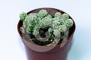 Close photographs of green mini-cacti cactus, planted in a small brown plastic pot, with white background. photo