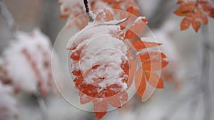 close pictorial view wind waves rowan tree branches with red berries and yellow leaves covered with snow in winter.