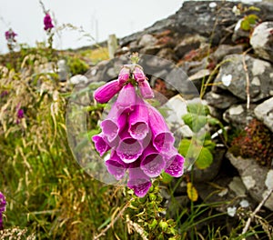 Close picture of a Dingle trumpet flower