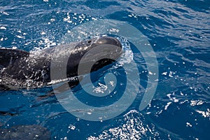 Close pilot whales breathing in blue water of Atlantic Ocean