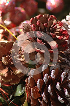 Close pine cones