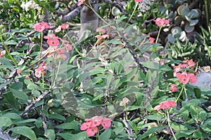 A close of Pink Euphoria Milii or Crown of Thorns flower