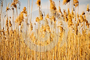 Close plan of yellow autumn wheat field in Bulgaria