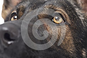 Close portrait of an adorable German Shepherd dog looking up curiously