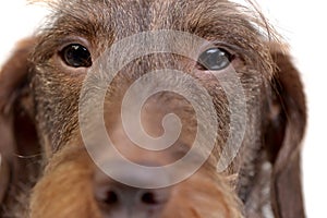 Close portrait of an adorable wire haired Dachshund