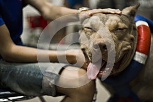 Close portrait of American pitbull smiling