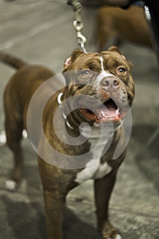 Close portrait of American pitbull smiling