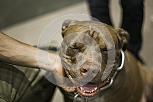 Close portrait of American pitbull smiling