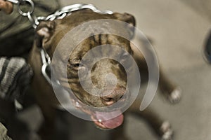 Close portrait of American pitbull smiling