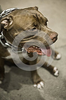 Close portrait of American pitbull smiling