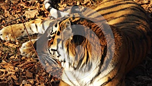 Close portrait of amur tiger lying on dried leaves. Primorsky Safari park,Russia