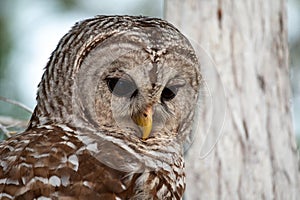 Close portrait of Barred Owl, Strix varia, in Everglades National Park.