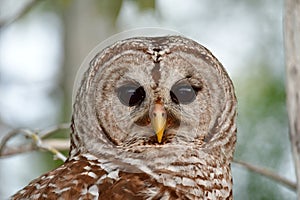 Close portrait of Barred Owl, Strix varia, in Everglades National Park.
