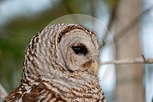 Close portrait of Barred Owl, Strix varia, in Everglades National Park.