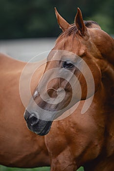 Close portrait of beautiful elegant red mare horse with brown main on forest background