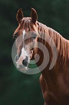 Close portrait of beautiful elegant red mare horse with brown main on forest backgroundportrait of stunning red trakehner stallion