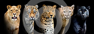 Close portrait big wild cats lion, tiger, leopard, puma