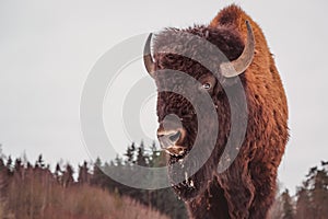 Close portrait of a bison against the sky and forest background