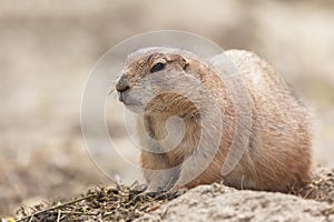 Close portrait of Black-tailed prairie dog Cynomys ludovicianus above ground