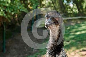 Close portrait of a common emu Dromaius novaehollandiae a strutioniform bird species of the Dromaiidae family