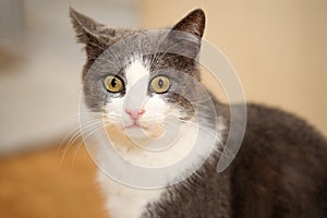 Close portrait of a cute and funny grey with white cat, looking astonished at the