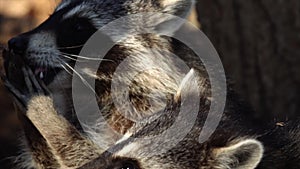 Close portrait of cute racoons taking nuts from zookeeper in Safari Park, Russia