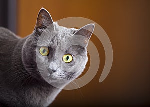 Close portrait of a female blue russian / carthusian cat