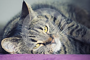 Close portrait of a female tabby cat lying