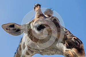 Close portrait of a giraffe head on a blue background.