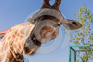 Close portrait of a giraffe head on a blue background.