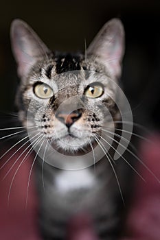 Close portrait of a grey tabby cat with green eyes and long white whiskers