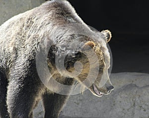 A Close Portrait of a Grizzly Bear