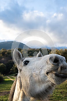 Close portrait of a horse looking at the camera