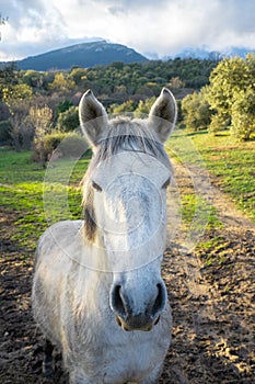 Close portrait of a horse looking at the camera