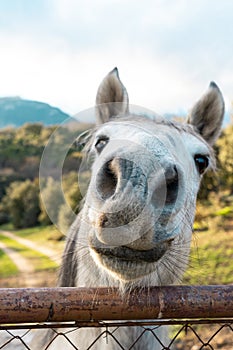 Close portrait of a horse looking at the camera