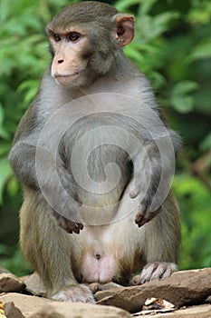 Close portrait of a monkey