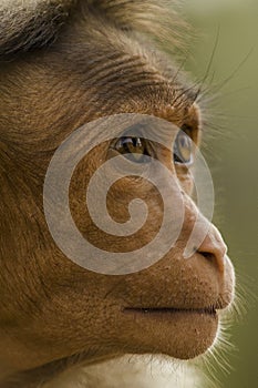 A close portrait of a monkey with his expression