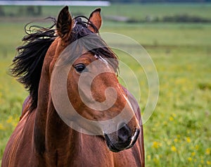 Close portrait, from profile, of a Latvian horse (Latvijas zirgs) photo