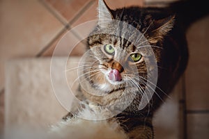 Serious angry marbled tabby male cat sharpening claws using cat scratcher and licking nose with tongue out on floor background at photo