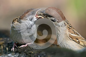 Close portrait shot of Eurasian tree sparrow feeding his hungry chick mouth to mouth with tasty food