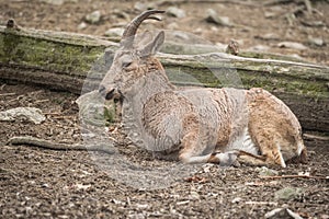 Close portrait of Siberian ibex Capra sibirica.