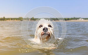 Close portrait - swimmimg dog