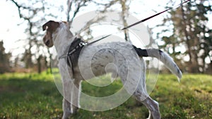 Close portrait of a terrier puppy on a walk in the park with a leash. Dog looks into the distance, hunting