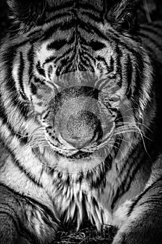 Close portrait of a tiger