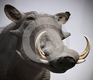 A Close Portrait of a Warthog, Genus Phacochoerus