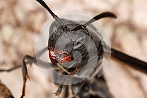 Close portrait of a wasp. photo