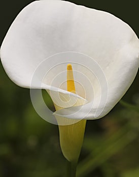 A Close Portrait of a White Calla Lily, Zantedeschia aethiopica